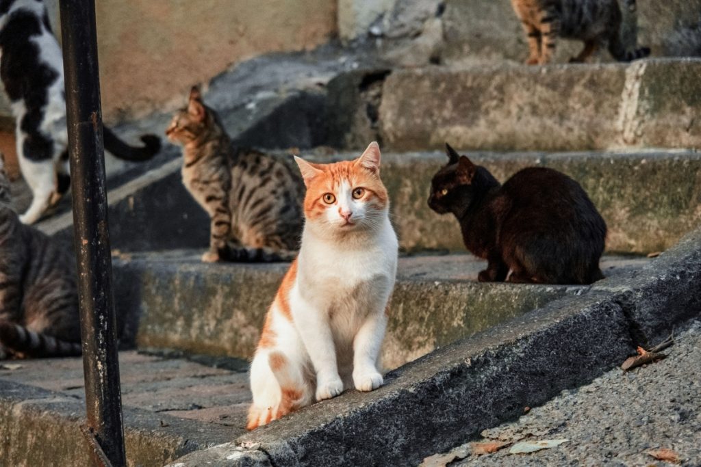 Street cat relaxing in Istanbul – a symbol of the city’s charm and character